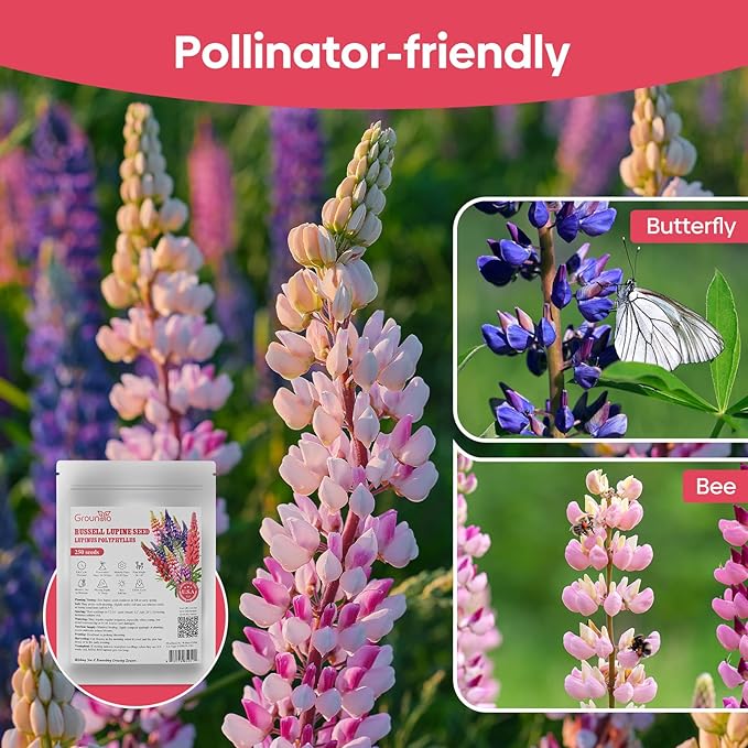 Groundio Russell Lupine Seeds, Lupinus Polyphyllus 36-48 Inch Tall Mix Color Flower, Red, White, Pink, Purple Perfect for Garden, Non-GMO, Heirloom, Open Pollinated, USDA Zone 3-9