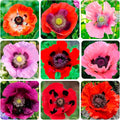 1050+ Poppy Flower Seeds for Planting Outdoor