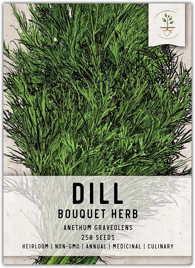 Seed Needs Dill Seeds for Planting Bouquet Herbs - Non-GMO Heirloom & Untreated Herb Seed to Plant a Home Grown Indoor/Outdoor Garden (1 Pack)