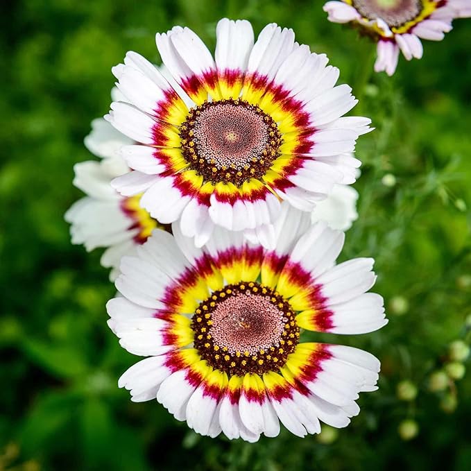 1000+ Perennial Painted Daisy Rainbow Mix Flower Seeds for Planting Outdoors-Chrysanthemum Carinatum Flower Garden Seeds Fragrant Butterfly