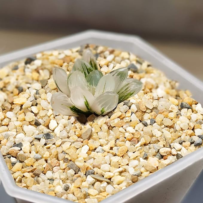 Coarse Sand Stone 1LB Decorative Rocks Sand Stone,Mix Coarse Sand for Plants,Soil Cover Bonsai,Succulent,Terrarium,Course,Garden,Cactus Sand, Aquarium, Fairy Garden, DIY.