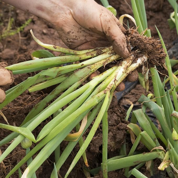 Organic Onion Seeds (Bunching Evergreen) - Approx 200 Seeds - USDA Organic, Non-GMO, Open Pollinated, Heirloom, USA Origin