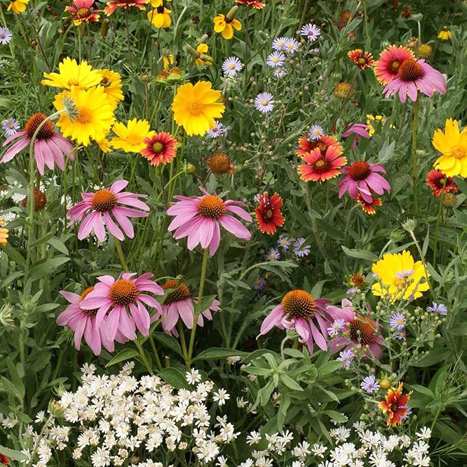 Eden Brothers Native Perennial Wildflower Seed Mix