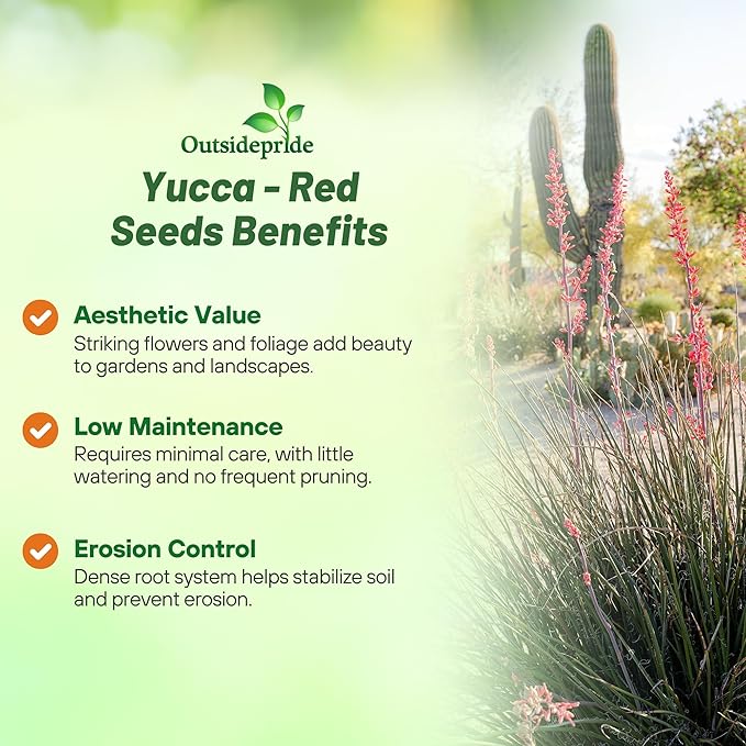 Outsidepride Red Yucca Seeds for Planting - 25 Pcs Drought Tolerant Flower Seeds with Evergreen Foliage & Pollinator-Friendly Flowers, for Xeriscaping, Dry or Sandy Landscapes