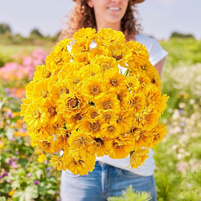 Eden Brothers Zinnia Seeds - Golden State, Non-GMO Seeds for Planting, 1/4 lb | Low-Maintenance Flower Seeds, Plant During Spring, Zones 3, 4, 5, 6, 7, 8, 9, 10