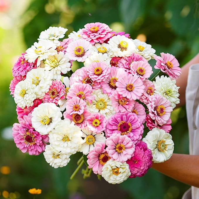 Eden Brothers Zinnia Seeds - Isn't This Romantic Mix, Non-GMO Seeds for Planting, Packet | Low-Maintenance Flower Seeds, Plant During Spring, Zones 3, 4, 5, 6, 7, 8, 9, 10