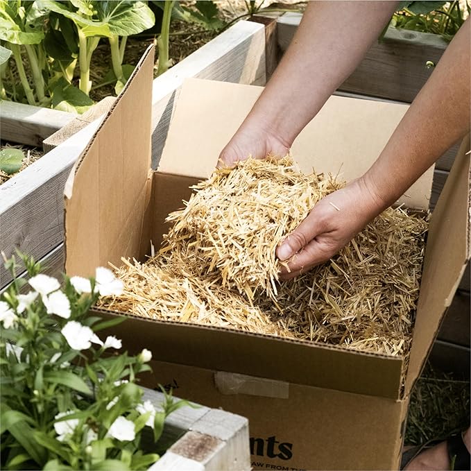 GardenStraw Mulch Box, 2 cu ft (10 lb) – All-Natural, Sustainable Wheat Straw for Gardens, Lawn Seeding – Water-Conserving – Cleaned, Zero Plastic Package