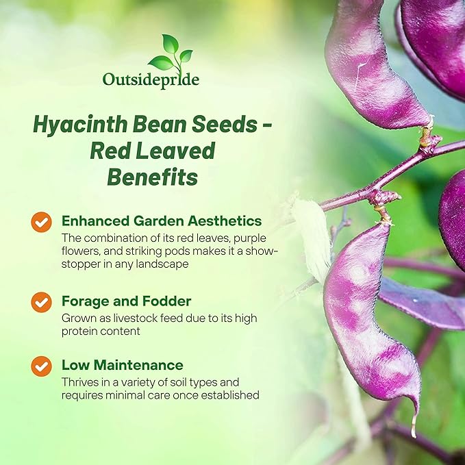 Outsidepride Red Lablab Hyacinth Bean Vine Seeds - 200 Pcs Perennial, Fast Growing Vegetable Seeds for Planting with Fragrant Foliage for Garden & Edible Flower and Pods for Culinary Uses