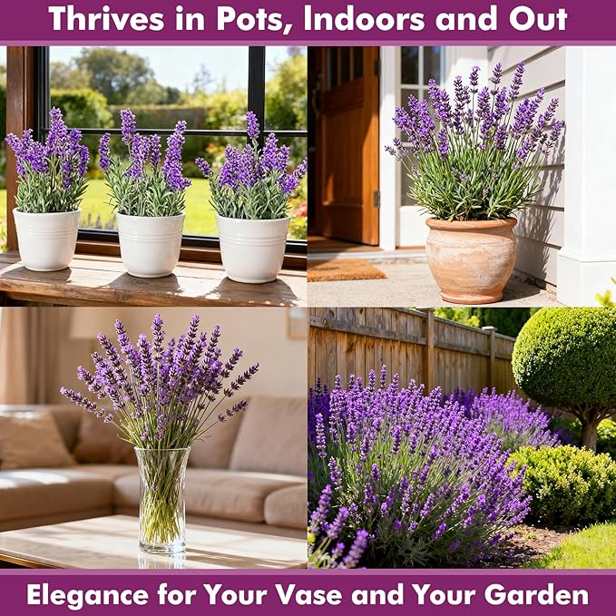 Lavender Seeds for Planting, English Lavender Seeds Indoor & Outdoor, 7000+ Heirloom Seeds, High Germination, Easy to Grow, Fragrant Flowers, Culinary & Crafts (0.7 oz)
