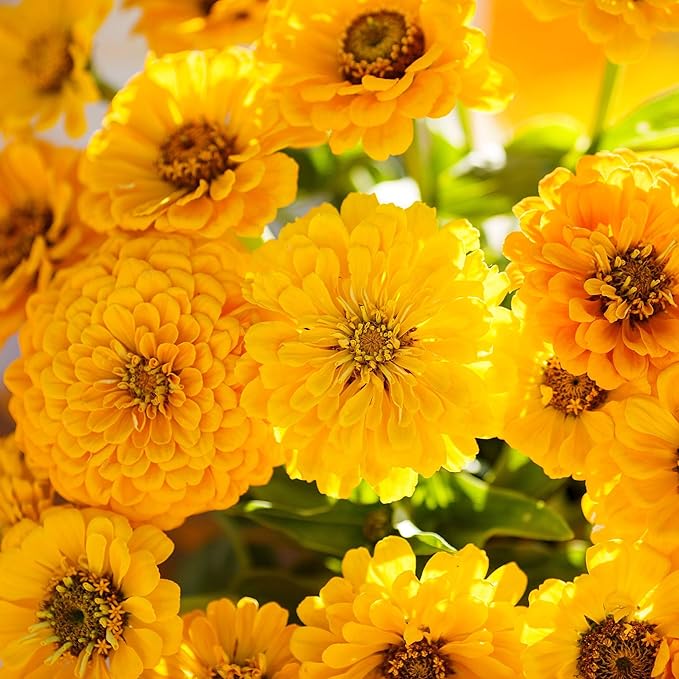 Eden Brothers Zinnia Seeds - Canary Bird, Non-GMO Seeds for Planting, 1 oz | Low-Maintenance Flower Seeds, Plant During Spring, Zones 3, 4, 5, 6, 7, 8, 9, 10