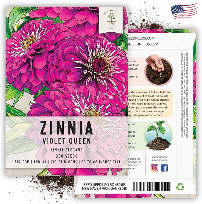 Seed Needs, Violet Queen Zinnia Seeds - 250 Heirloom Seeds for Planting Zinnia elegans - Magenta Colored Blooms Perfect for an Outdoor Butterfly Garden, Makes A Great Cut Flower (1 Pack)