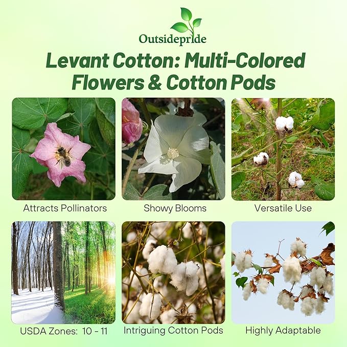 Outsidepride Levant Cotton Seeds - 200 Pcs. Perennial, Easy to Grow & Pollinator Friendly, Flower Seeds for Planting Showy, Vibrant Mixed Blooms with Cotton Pods for Shrub Gardens & Versatile Uses