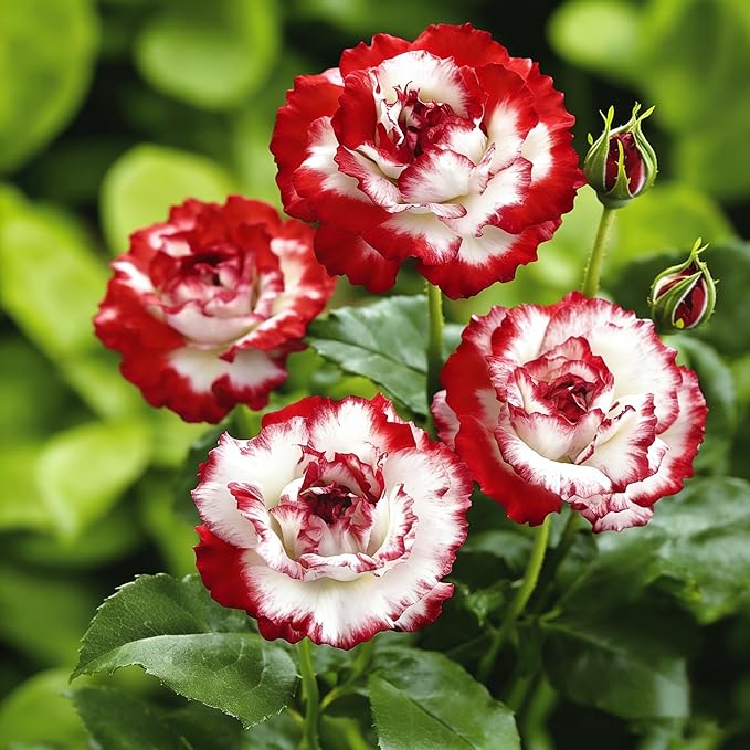 Rare Twin Red White Rose Seeds for Planting, 100+pcs Rare Red White Rose Flower Seeds Plants,Non-GMO Heirloom Home Garden Ground Cover Beauty Flowers for Outdoors Indoors