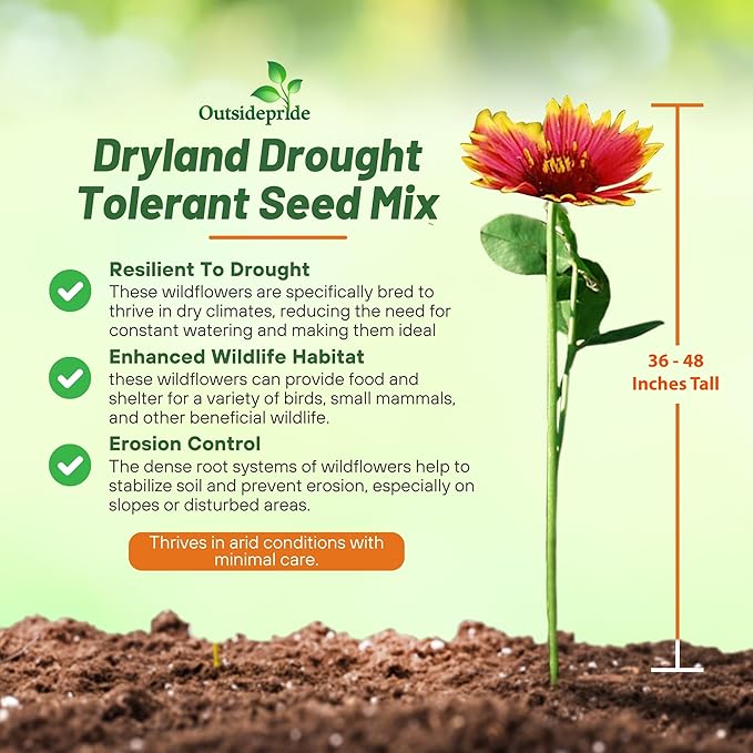 Outsidepride Dryland Wildflower Seed Mix - 1/4 lb. Colorful Blend of Drought Tolerant, Annual and Perennial Wildflower Seeds for Attracting Pollinators in Arid States & Xeriscapes