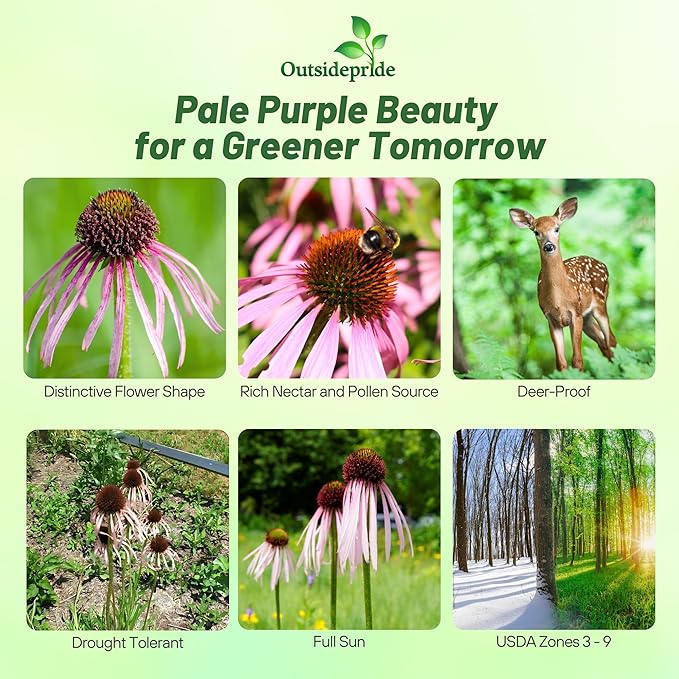 Outsidepride Pale Purple Echinacea Coneflower Seeds - 1000 Pcs Perennial, Drought-Tolerant, Deer Resistant Flower Seeds for Planting, Ideal Nectar Source for Pollinator-Friendly Gardens & Landscapes