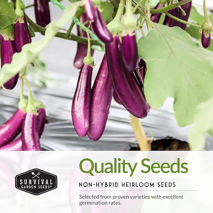 Survival Garden Seeds Eggplant Collection – 3 Varieties - Long Purple Italian, Black Beauty & Snowy Eggplant Seeds – Non-GMO Heirloom Seeds for Planting in Your Home Vegetable Garden