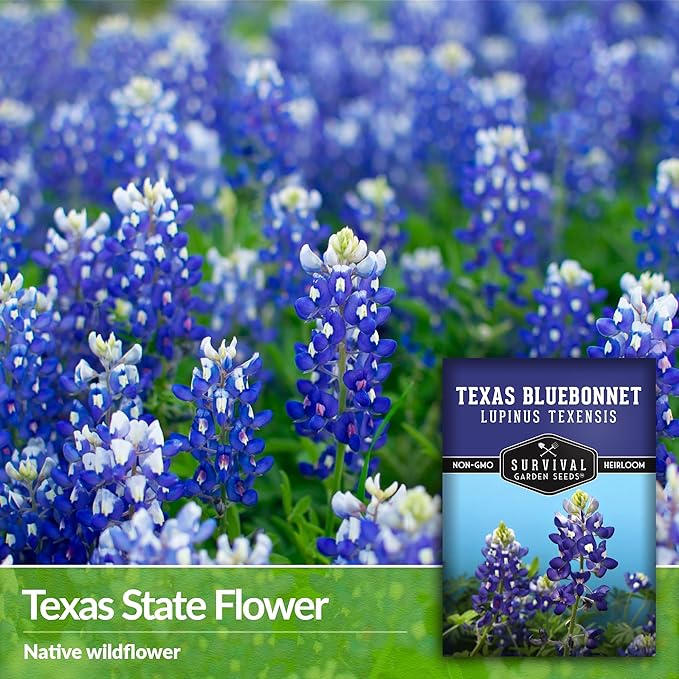 Texas Bluebonnet Seeds for Planting - 2 Packets with Instructions to Plant & Grow Lupinus Texenisis in Your Home Wildflower Garden - Non-GMO Heirloom Variety- Survival Garden Seeds - Drought Resistant