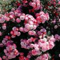 Climbing Rose Seeds for Planting, 289+ Mixed Rosa Seeds, Perennial Shrub Flower Palnts, Non-GMO Heirloom Ornamental Climbing Rosa Flower Seed for Home Garden