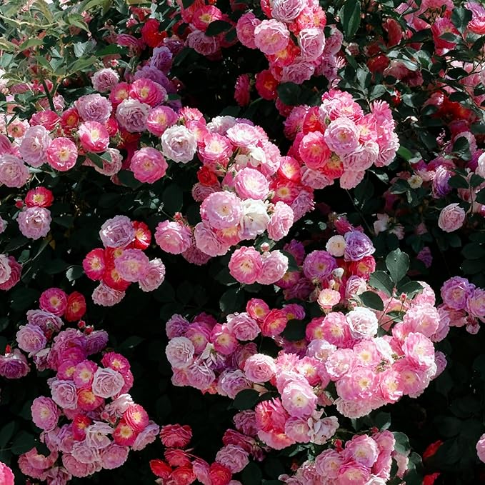 Climbing Rose Seeds for Planting, 289+ Mixed Rosa Seeds, Perennial Shrub Flower Palnts, Non-GMO Heirloom Ornamental Climbing Rosa Flower Seed for Home Garden