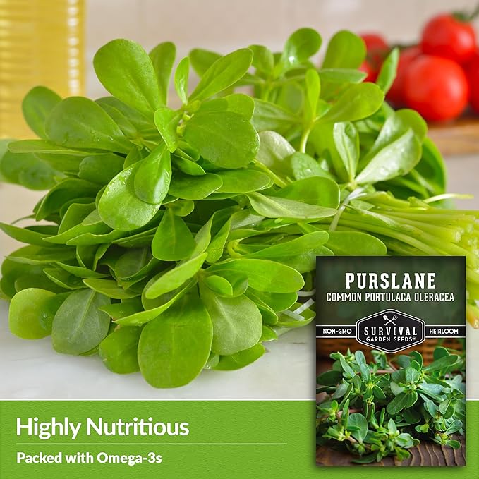 Purslane Seeds for Planting - Edible Green Portulaca Oleracea Verdolagas Heirloom Non-GMO Vegetable Seed for Home Garden - Survival Garden Seeds (1 Pack)
