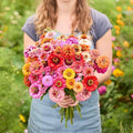 Eden Brothers Zinnia Seeds - Pumila/Cut & Come Again Mix, Non-GMO Seeds for Planting, 1 lb | Low-Maintenance Flower Seeds, Plant During Spring, Zones 3, 4, 5, 6, 7, 8, 9, 10