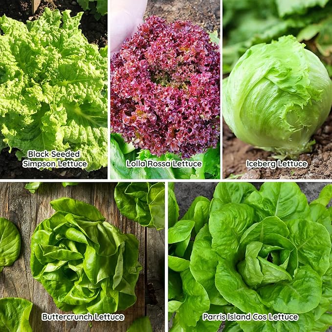 Heirloom Lettuce Seeds - 5 Varieties, Non-GMO Seeds for Planting - Black Seeded Simpson, Iceberg, Buttercrunch, Parris Island Cos & Lolla Rossa Lettuce - Home Garden & Hydroponic Seeds