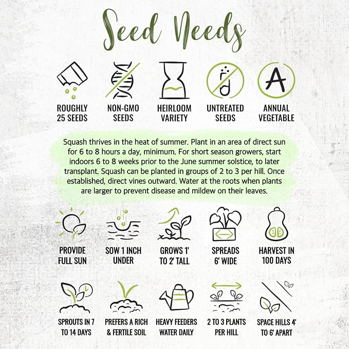 Seed Needs Waltham Butternut Squash Seeds for Planting - Non-GMO Heirloom & Untreated Summer Squash to Plant a Home Grown Outdoor Vegetable Garden (5 Packs)