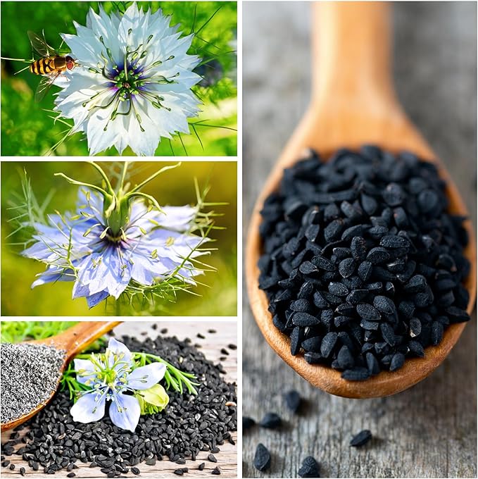 Seed Needs, Black Cumin Seeds - 800 Heirloom Seeds for Planting Nigella Sativa - Non-GMO & Untreated Medicinal Herb for Asthma, Headaches, Inflammation (1 Pack)