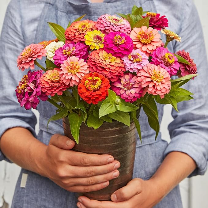 Burpee 'Cut & Come Again' Zinnia Flower Seeds - 550mg Non-GMO Flower Seed Packet for Home Gardening - Heirloom, Cutting Garden, Mixed Colors, Annual Variety, Pollinator Friendly