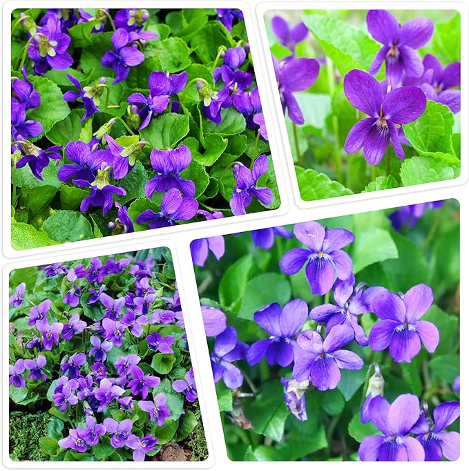 300+ Perennial Sweet Violet Flower Seeds for Planting Outdoors Non-GMO Heirloom