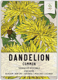 Seed Needs Dandelion Seeds for Planting Taraxacum officinale - Non-GMO Heirloom & Untreated Perennial Herbs - Grow Salad Greens, Food for Tortoises, Rabbits & Bearded Dragons (1 Pack)