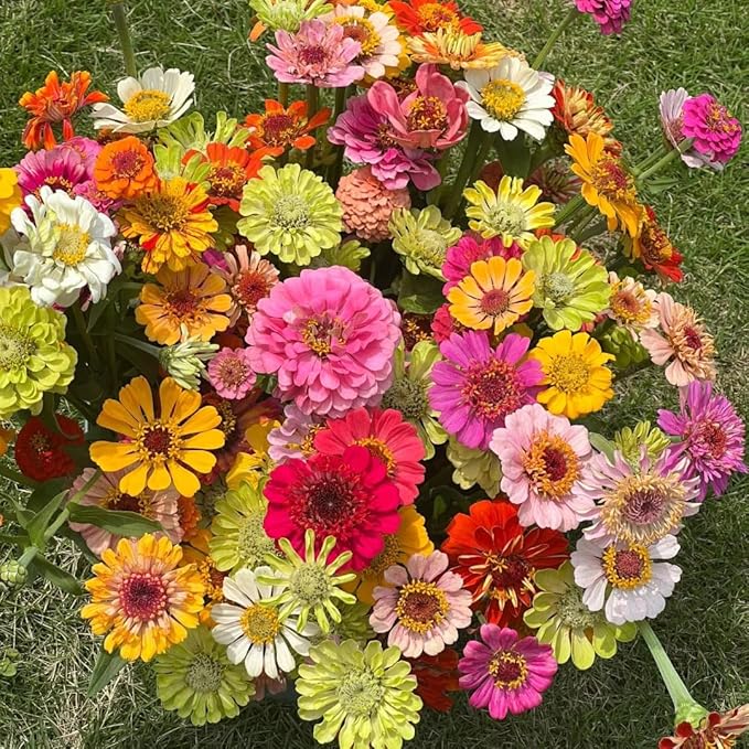 50 Zinnia Flower Seeds for Planting, Perennial Zinnia Flower Seed, Non-GMO Heirloom Zinnias Seeds for Home Garden Outdoor