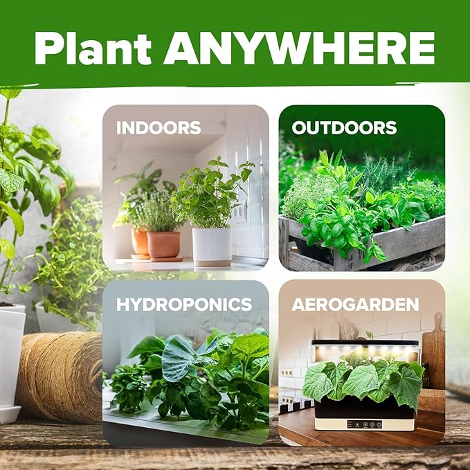 HOME GROWN Mint Seeds Variety Pack - 870+ Heirloom Non-GMO USA Peppermint, Spearmint & More - Herb Seeds for Planting Indoor Outdoor Garden - Fresh Mint for Tea & Cooking