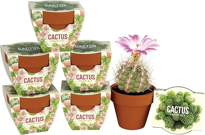 BUZZY Seeds Terracotta Mini Grow Pots | Cactus 6-Pack Daydream Collection | Indoor Flower & Herb Starter Kit for Kids & Adults