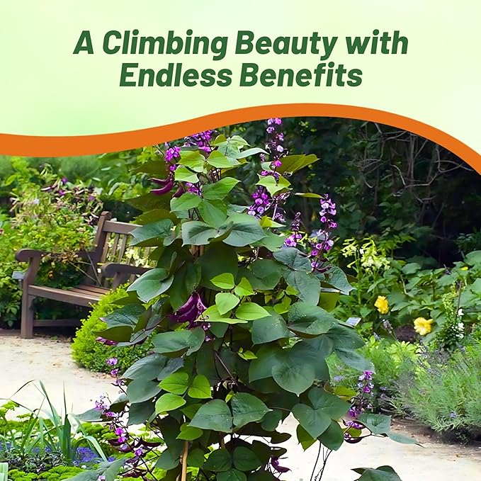 Outsidepride Green Lablab Hyacinth Bean Vine Seeds - 100 Pcs Perennial, Fast Growing Vegetable Seeds for Planting with Fragrant Foliage for Garden & Edible Flower and Pods for Culinary Uses