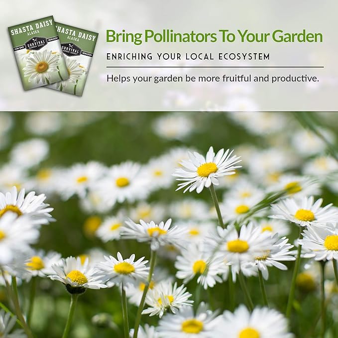 Shasta Daisy Seeds for Planting - Heirloom Perennial White Daisies with Yellow Centers - Classic Flowers for Garden Beds and Cut Flowers - Survival Garden Seeds (5 Pack)