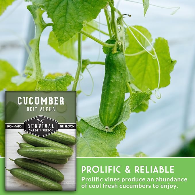 Beit Alpha Cucumber Seeds for Planting | Crisp Burpless Variety with Smooth Skin – Heirloom, Non‑GMO – Survival Garden Seeds (1 Pack)