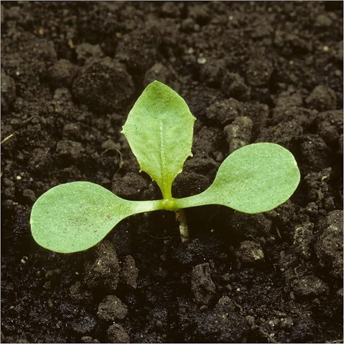 Seed Needs Dandelion Seeds for Planting Traxacum officinale - Non-GMO Heirloom & Untreated Garden Seed to Plant Dandelions for Herbal Uses & Edible Salads (2 Packs)