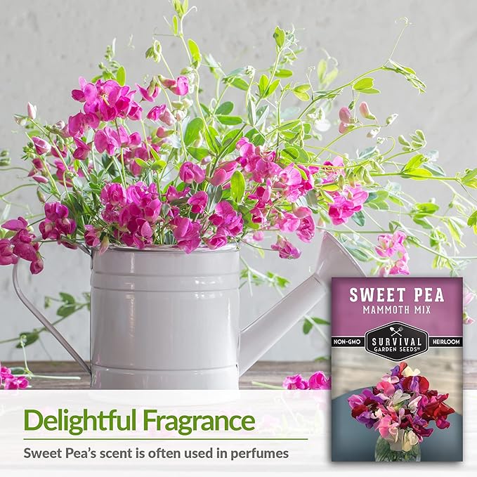 Mammoth Mix Sweet Pea Seeds for Planting – Heirloom Sweet Pea Variety with Giant Fragrant Flowers on Tall Climbing Vines for Trellises and Fences – Survival Garden Seeds (2 Packs)