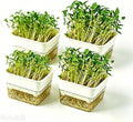 QISHENG - 4 Pack Microgreens Grow Kit,Soil-Free Cultivation Germination Tray,BPA-Free Indoor Sprouting Kit for Growing Bean Sprouts/Organic Seeds/Broccoli/Alfalfa/Radish/Clover (Beige)