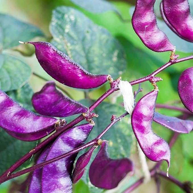 Outsidepride Red Lablab Hyacinth Bean Vine Seeds - 200 Pcs Perennial, Fast Growing Vegetable Seeds for Planting with Fragrant Foliage for Garden & Edible Flower and Pods for Culinary Uses