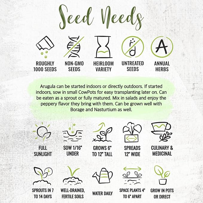 Seed Needs Arugula Seeds for Planting Roquette/Rocket - Non-GMO Heirloom & Untreated - Grow an Outdoor Herb/Vegetable Garden for Home Grown Produce (2 Packs)