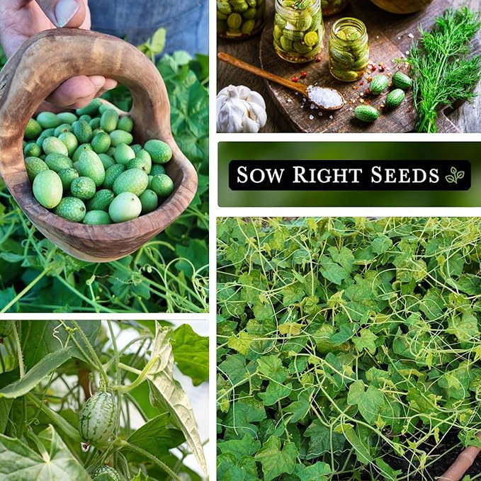 Sow Right Seeds - Cucamelon Seeds for Planting - Non-GMO Heirloom Packet with Instructions to Plant an Outdoor Home Vegetable Garden - Mini Bitter Mouse Melon, Mexican Sour Gherkin - Rare Variety (1)