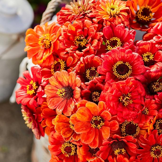 Eden Brothers Zinnia Seeds - Oriole, Non-GMO Seeds for Planting, Packet | Low-Maintenance Flower Seeds, Plant During Spring, Zones 3, 4, 5, 6, 7, 8, 9, 10