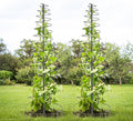 Trellis for Climbing Plants Outdoor or Indoor,2 Pack 73inch Tall Garden Trellis for Climbing Plants,Metal Plants Trellis Support for Vine Vegetables,Flowers