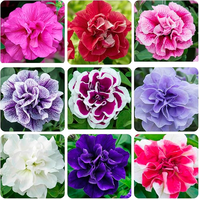 330+Perennial Petunia Double Flower Seed for Planting Outdoor