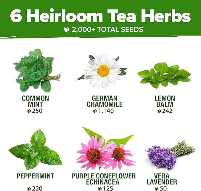 HOME GROWN Medicinal Herb Seeds Vault – 2,000+ Seeds, 6 Non GMO Heirloom Varieties for Indoor & Outdoor Garden – Lavender, Chamomile,Mint,Lemon Balm,Peppermint,Echinacea +Garden Markers