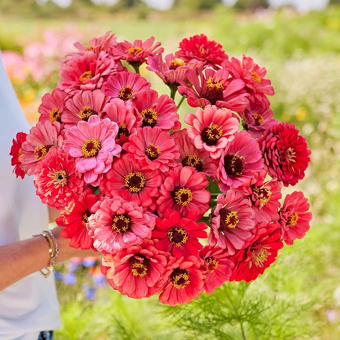 Eden Brothers Zinnia Seeds - Salmon Queen, Non-GMO Seeds for Planting, 1/4 lb | Low-Maintenance Flower Seeds, Plant During Spring, Zones 3, 4, 5, 6, 7, 8, 9, 10