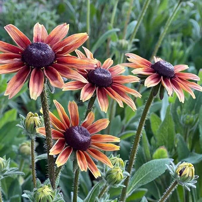 500 Black Eyed Susan Seeds – Rustic Orange & Yellow Rudbeckia Autumn Garden Flower, Heirloom, Non-GMO