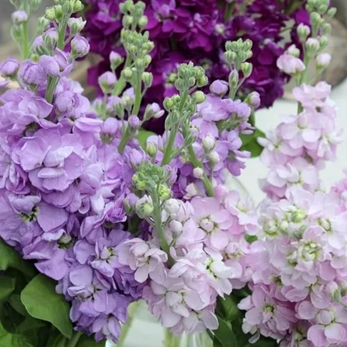 300+ Stock Flower Seeds for Planting - Matthiola Evening Scented Annual Flower Garden Plants Seeds
